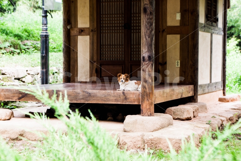 시골,개,강아지,한옥,마루,한국,대한민국,시골풍경,풍경,풍경사진,landscape,korea,southkorea,Koreanstylehouse,country,countryside,한국전통,한국문화,korean traditional,korean culture,동물,animal,포유류,mammal,개,강아지,dog,doggy,휴식,힐링,rest,relaxation,healing