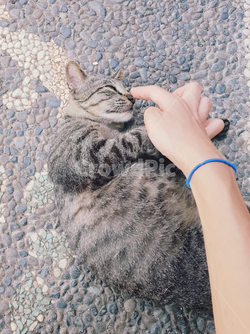 고양이,cat,동물,animal,애완동물,반려동물,pet,companion,반려묘,냥냥,손,hand,터치,touch