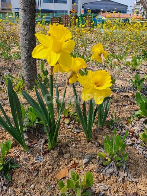봄꽃,수선화,springflower,narcissus,식물