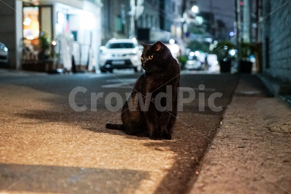 고양이,길고양이,밤,밤고양이,동물,눈,도시,풍경,city,landscape,동물,animal,포유류,mammal,고양이,cat,kitten,kitty