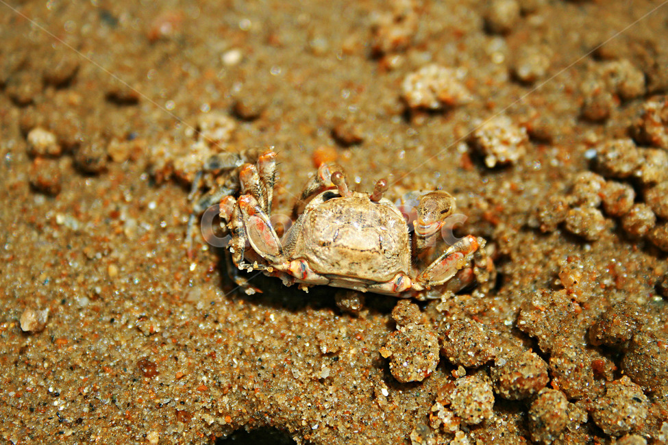 게,꽃게,갯벌,모래,bluecrab,crab,mud,mudflat,아름다운배경,배경,동물,animal