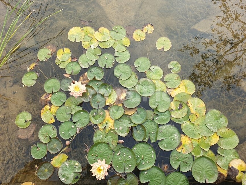 plant,식물,blossom,꽃,flower,백합,lily,연꽃,연못,식물원