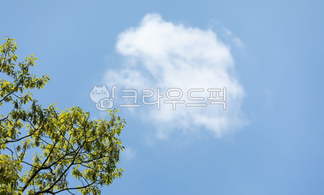 자연, 식물, nature, plant, 파랑, 사진,이미지,일러스트,캘리그라피 - two K작가