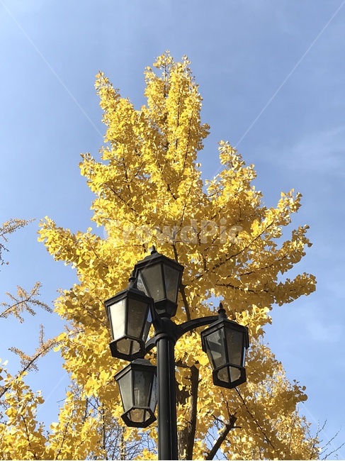 단풍,은행,가을,노란색,조명,은행나무,ginkgo,fall