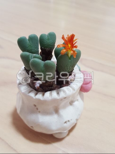 succulent,plant,succulents,flowering succulents
