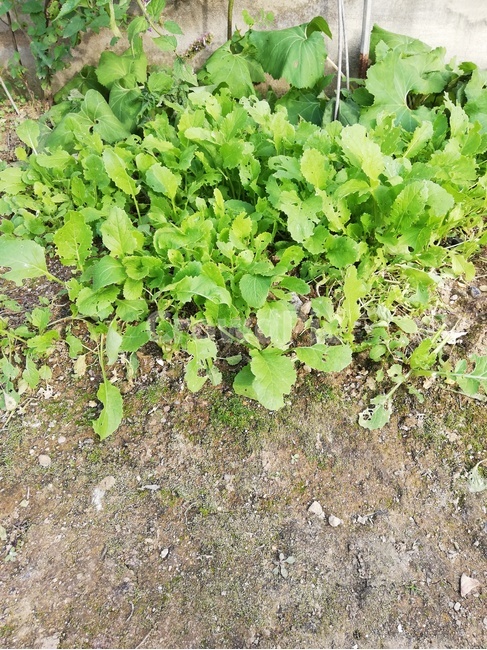 plant,식물,생산액,food,초록식물,식물,자연,plants,nature