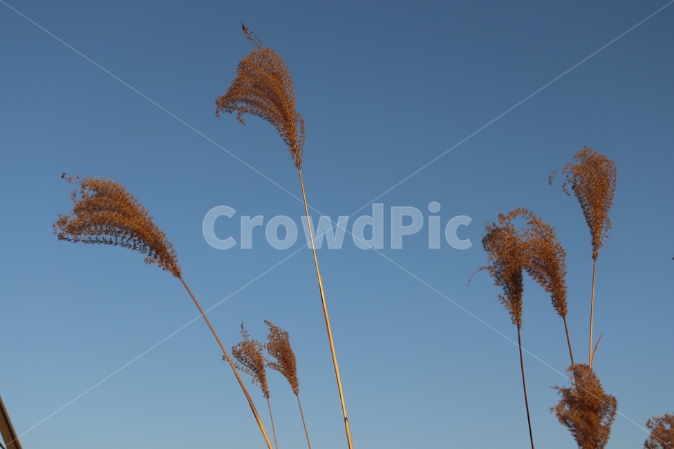 하늘,갈대,억새,자연,식물,grass,reed