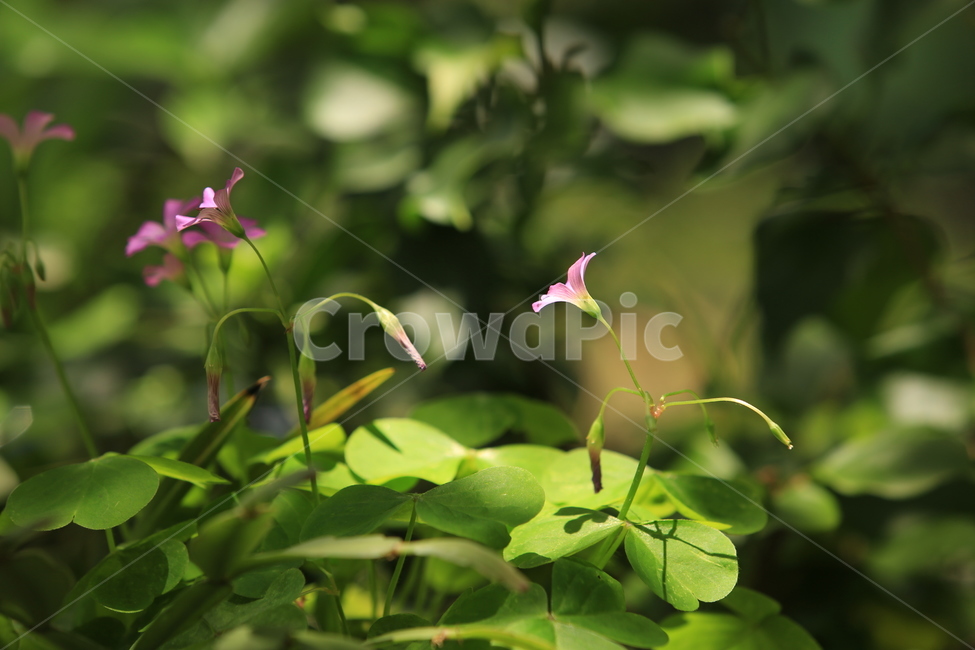 꽃,보라색,puple,may,5월,여름,봄,식물,자연,plants,nature,꽃,flower
