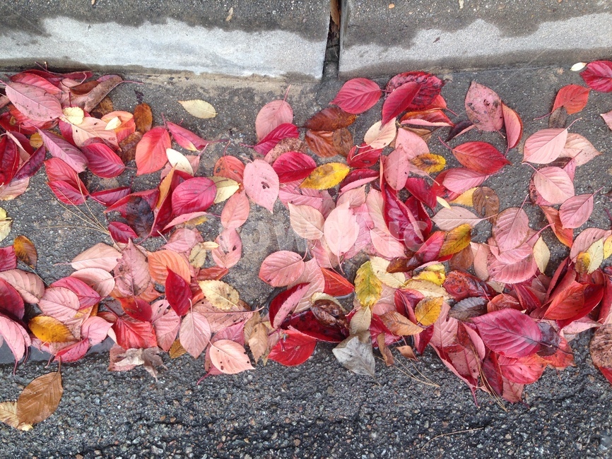 가을,낙엽,fallenleaves,autumn,autumncolors,fall,잎,ground,바닥,tree,나무,plant,식물,가을,계절,fall,autumn,season,식물,자연,plants,nature,leaf