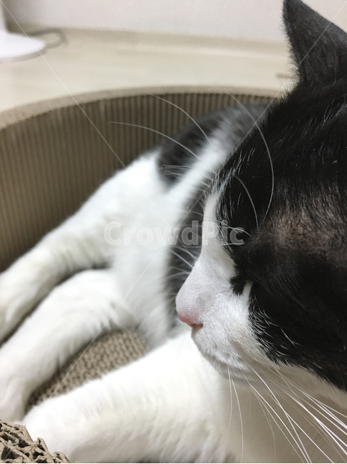 고양이,코숏,반려동물,반려묘,동물,옆모습,옆얼굴,휴식,한마리