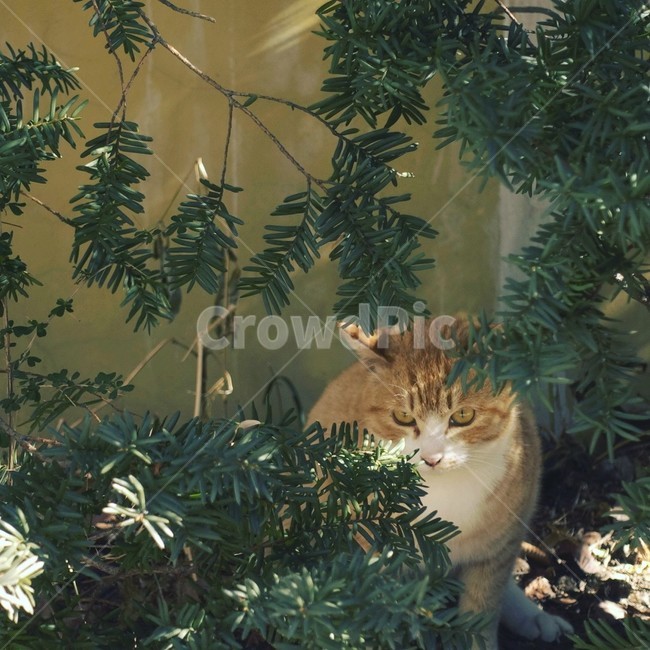 고양이,cat,감성,귀여움,동물,animal,동물,animal,포유류,mammal,고양이,cat,kitten,kitty