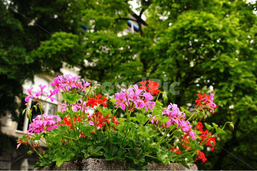 꽃,분홍,빨강,초록,나무,잎,정원,식물,자연,plants,nature,꽃,flower