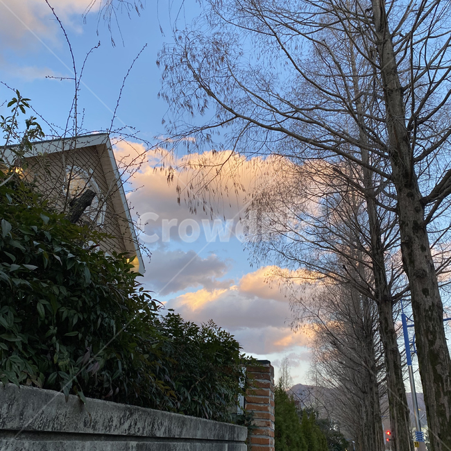 카페,노을,cafe,sunset,eveningglow,가로수길,식물,walkway,tree
