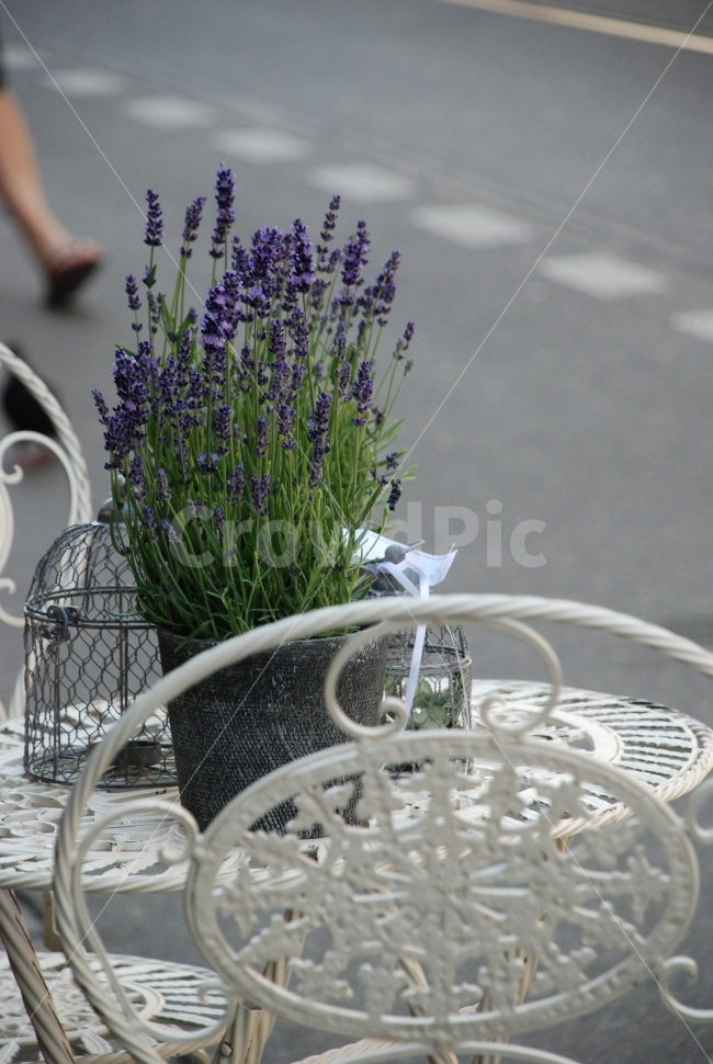 허브,힐링,마음,라벤다,화분,꽃,FLOWER,IMAGE,꽃집,플라워,장식,예쁜사진,꽃사진,외국꽃집,보라,퍼플,COLOR,칼라,컬러,DOCO,이미지,안정,편안한,느긋한일상,이국적인사진,식물,자연,plants,nature,꽃,flower