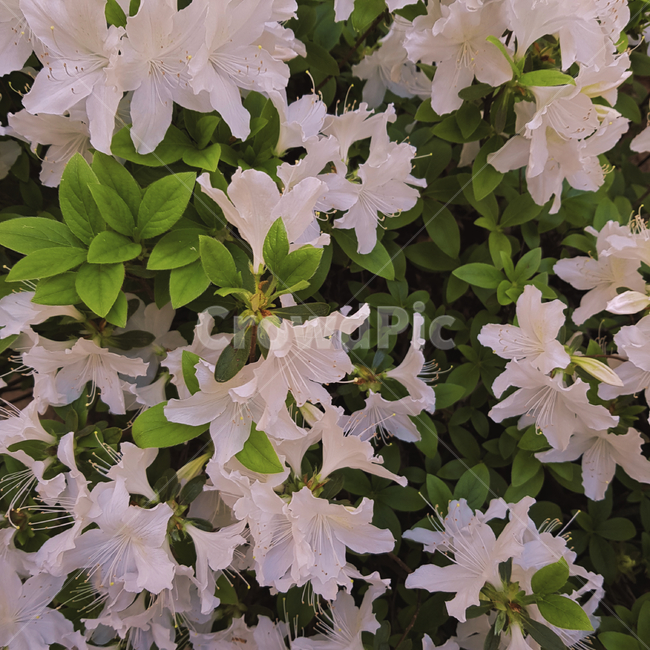 plant,식물,flower,blossom,꽃,식물,자연,plants,nature,꽃,flower