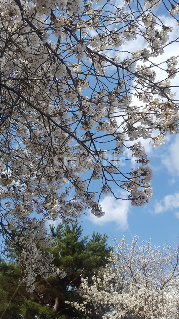벚꽃,봄,산책,봄맞이,봄산책