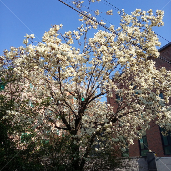 봄,목련,봄꽃,따뜻함,계절,spring,springseason,자연,plants,nature,blossom,plant,식물,꽃,flower,하늘,봄하늘,sky