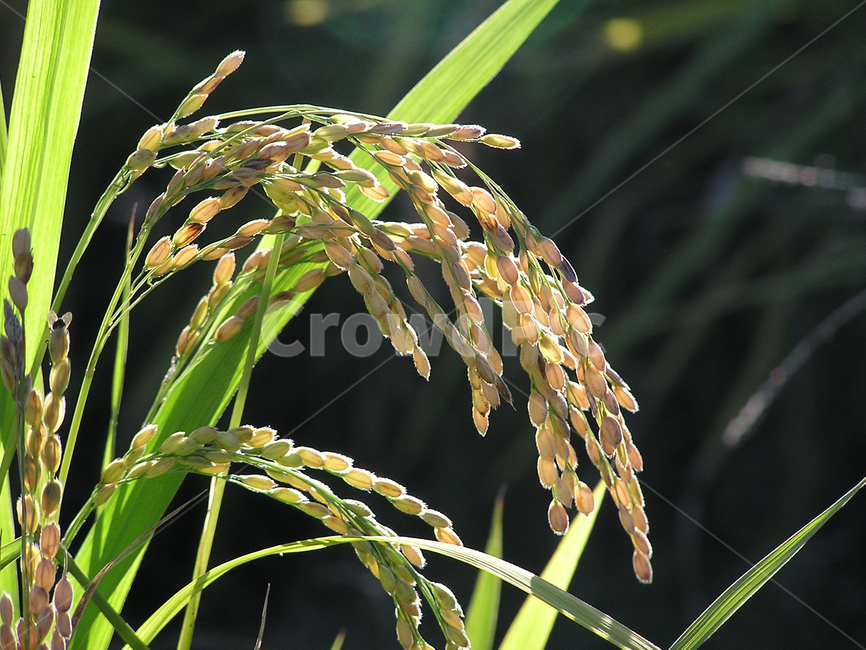 벼,쌀,벼농사,논,추수,농업,농사,agriculture,farming,farming industry