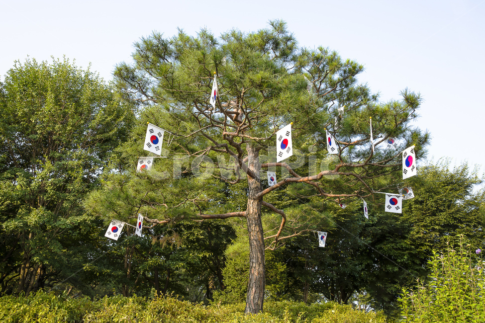 자연,풍경,나무,소나무,태극기,성주,성주보건소,정원,공원,성박숲