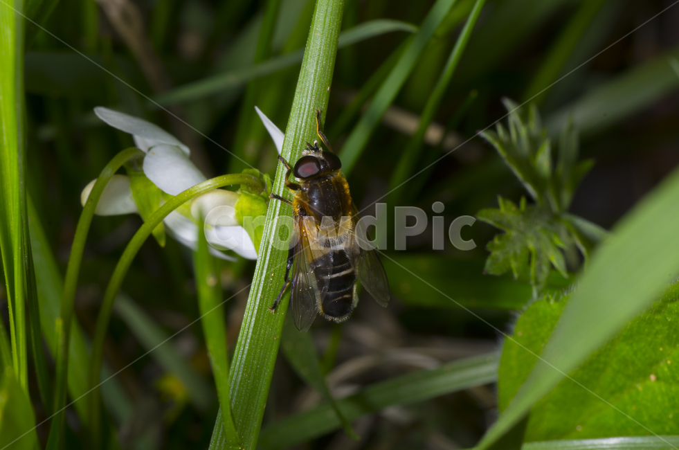 곤충,풀,줄기,꽃등에,파리,가을곤충,여름곤충,여름,가을,곤충,벌레,insect,bug