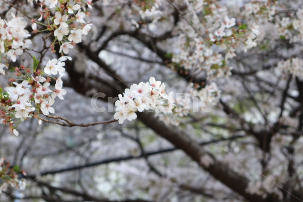 벛꽃,맑음,4월,봄,봄내음,풍경사진,flower,spring,봄,계절,spring,season,식물,자연,plants,nature,꽃,flower,plant,blossom,cherry blossom,벚꽃