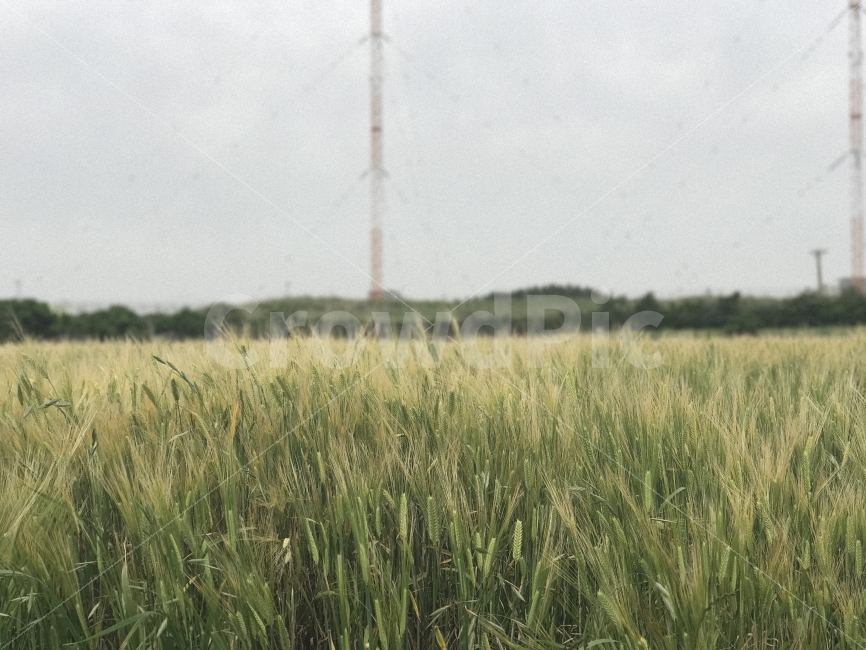 자연,감성,풍경,제주,원본,무보정,자연,풍경,nature,landscape,식물,plants,감성,sensible,feeling,plant,food,음식