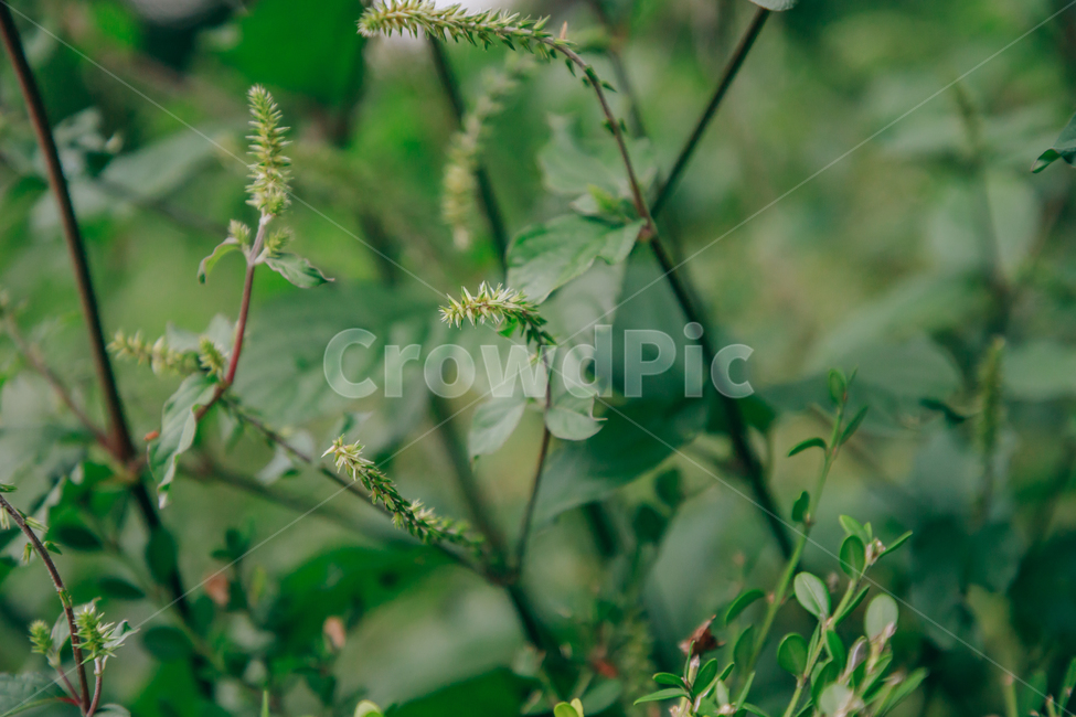 풀,자연,초록,식물,풀잎,잎,잎사귀,식물,자연,plants,nature,비,비오는날,rain,rainy