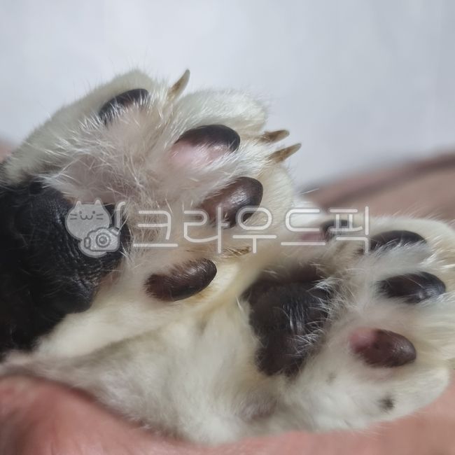 pets,cats paw,Meow,babycat,catsole,kitten,stray cat,mammal,cat,butler,ket,foot,pet,sole,catfoot,companionanimal,cat paws,solesoffeet,Pets,animal,mammalia