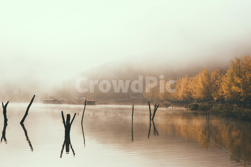nature,자연,weather,날씨,안개,단풍,은행나무,저수지,가을,계절,fall,autumn,season,자연,풍경,nature,landscape,한국자연풍경,한국자연경관,korea nature landscape,outdoors,옥외