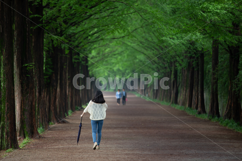 담양,메타세콰이어,여름,green,녹색,나무,길,자연,풍경,nature,landscape,한국자연풍경,한국자연경관,korea nature landscape,사람,인물,인간,human,person,여성,여자,woman,female,lady,walking,보행,plant,식물