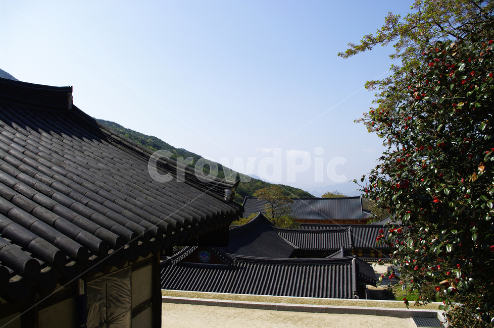 건축,화엄사,사찰,절,지붕,traditional,전통,기와지붕,동백나무,한국전통,한국문화,korean traditional,korean culture,건축물,건물외관,exterior,building,structure,architecture,construction