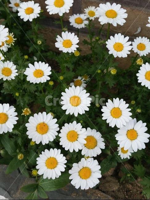 꽃,데이지,식물,여름,flower
