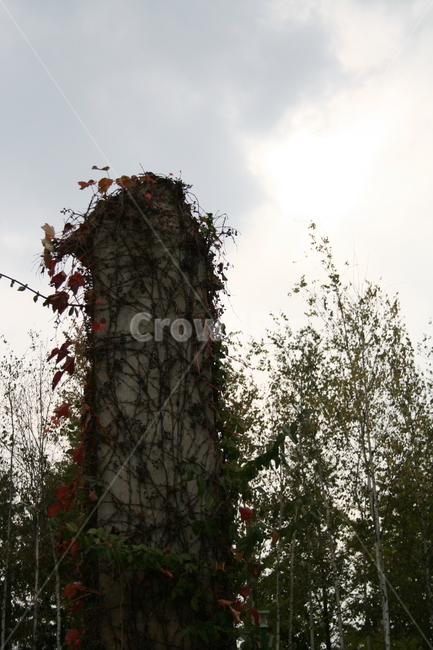 기둥,넝쿨,가을,단풍,식물,plant,가을,계절,fall,autumn,season,자연,풍경,nature,landscape
