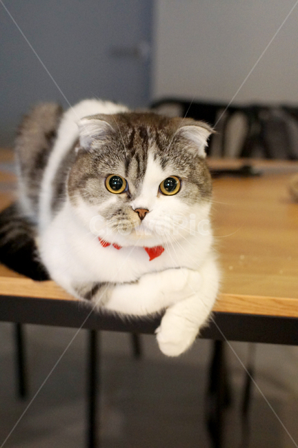 고양이,cat,집고양이,반려동물,애완동물,야행성,사냥놀이,응시,관찰,블랙인테리어,스코티쉬폴드,scotishfold,고양이얼굴,식빵자세,동물,animal,포유류,mammal,고양이,cat,kitten,kitty