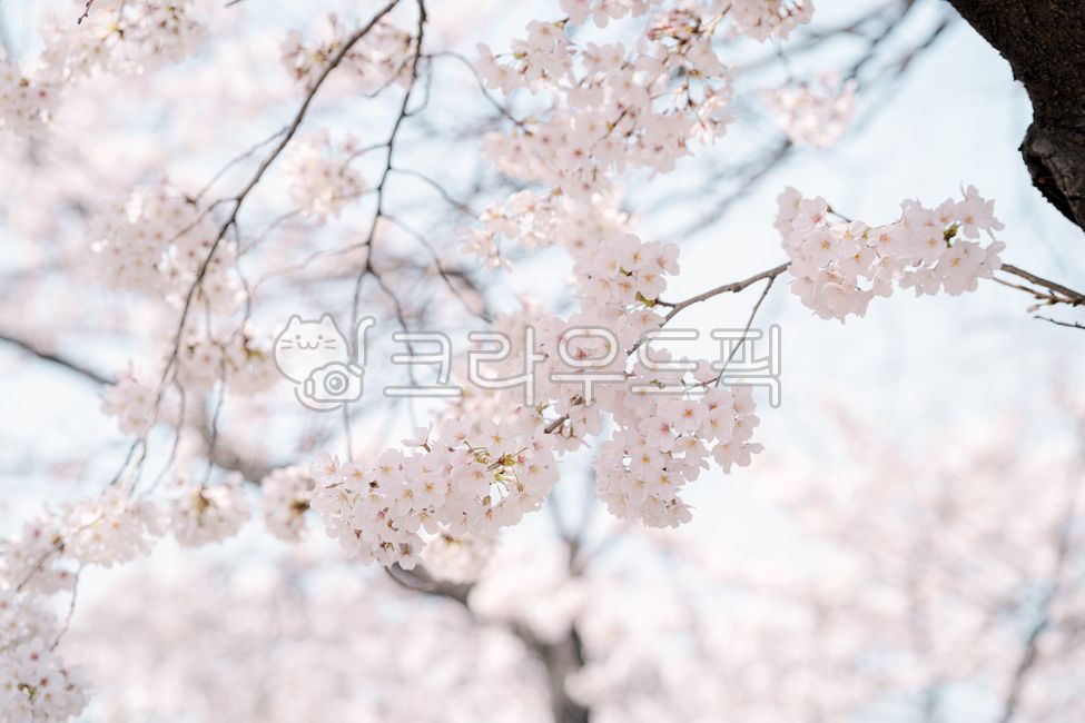 spring,sky,cherry blossom tree,Cherry Blossom,nature,background,cherryblossom,flower
