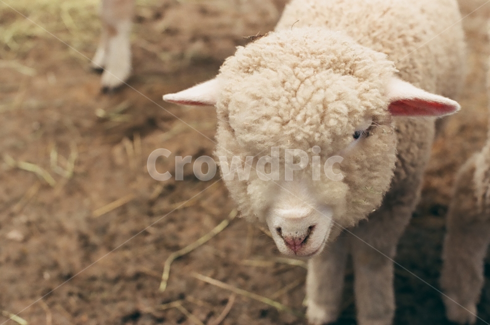 mammal,포유류,sheep,양,animal,동물,동물,animal,포유류,mammal