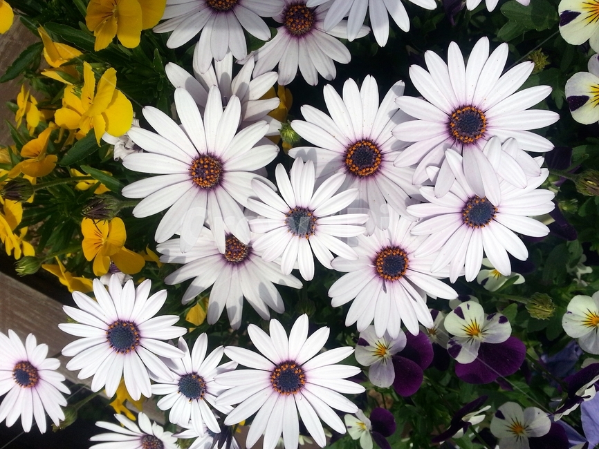 오스테오스펄멈,꽃,봄,자연,식물,아프리카원산,아프리칸데이지,flower,plant,floral,garden,Osteospermum,디모르포테카,데모루,오스테오스퍼멈,원예,아름다움,bloom,향기,화사,동그라미,꽃잎,암술,수술,beautiful,식물,자연,plants,nature,꽃,flower