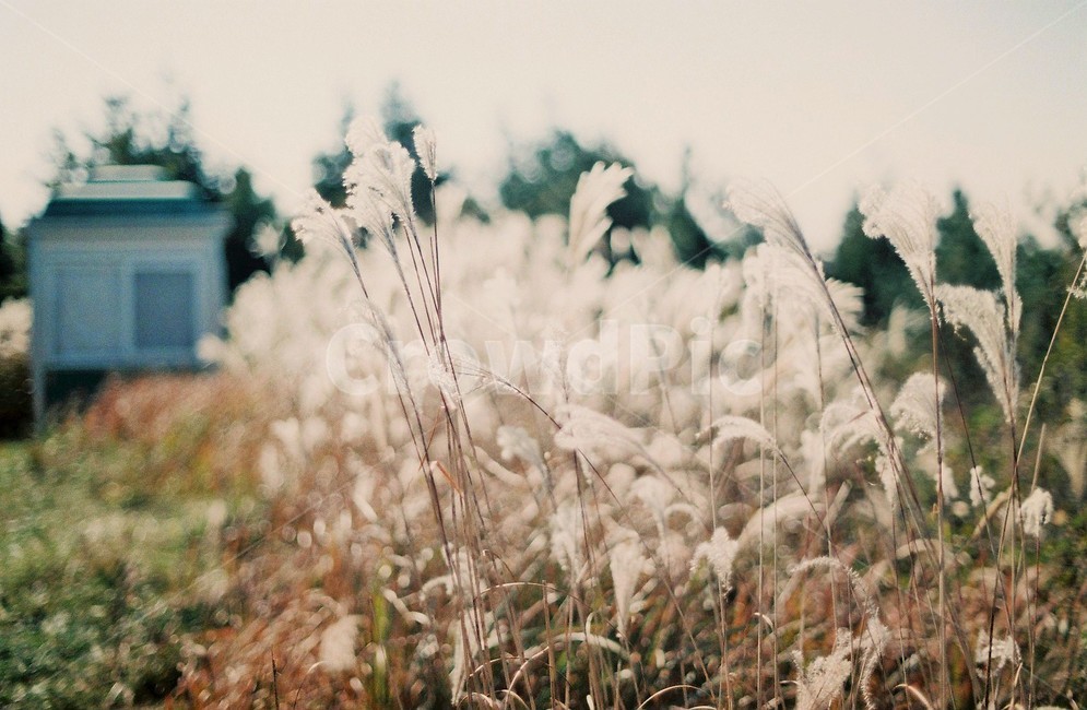 억새,silvergrass,가을,감성,오후,햇살,따듯함,필름,가을,계절,fall,autumn,season,감성,sensible,feeling,grass,잔디,plant,식물,lawn