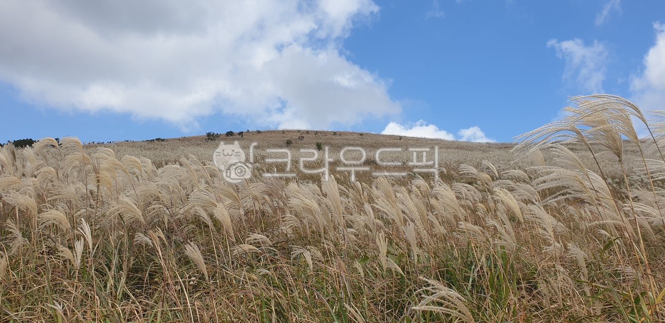 갈대, 자연, 억새, 가을, 가을하늘, 사진,이미지,일러스트,캘리그라피 - 도도혜작가