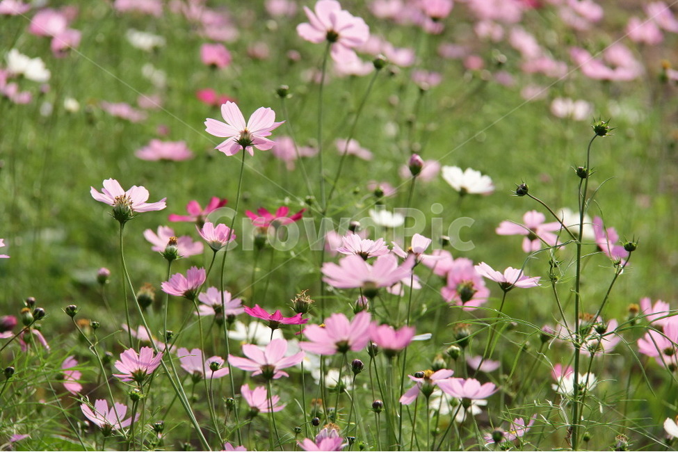 가을,코스모스,풍경,가을꽃,꽃,가을,계절,fall,autumn,season,식물,자연,plants,nature,꽃,flower,outdoors,옥외,grassland,목초지,field,들,geranium,제라늄,plant,blossom