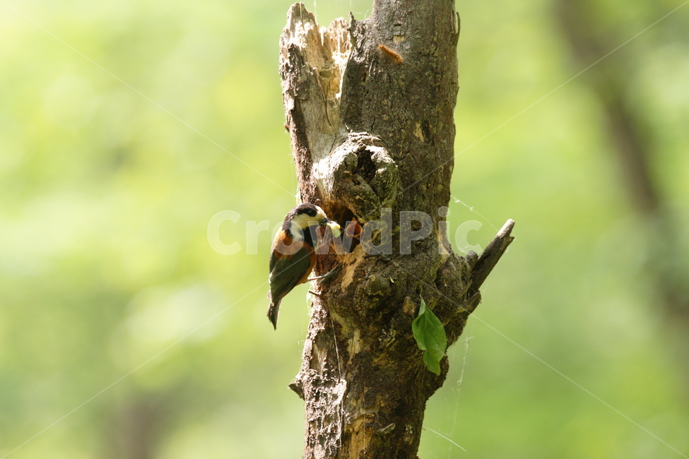 곤줄박이,조류,텃새,새,산새,동물,animal,조류,새,birds