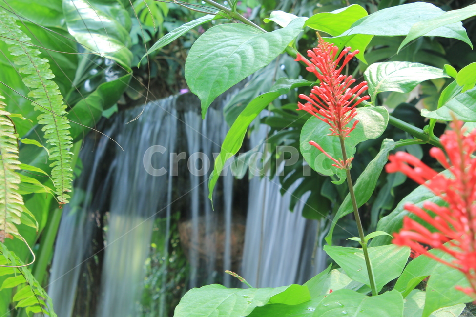 열대,폭포,시원,밀림,여름,식물,자연,plants,nature,꽃,flower