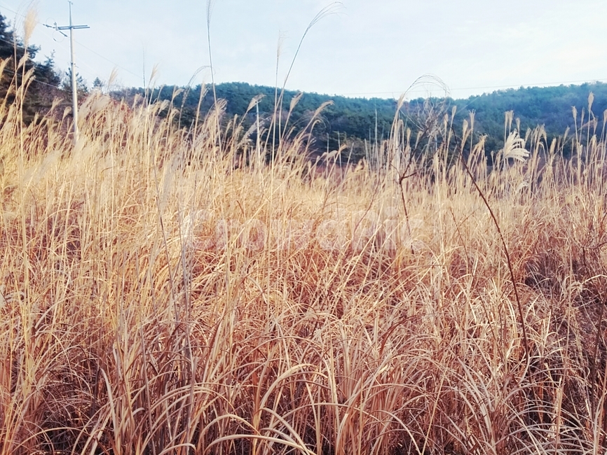 갈대,하늘,가을,sky,autumn,reed