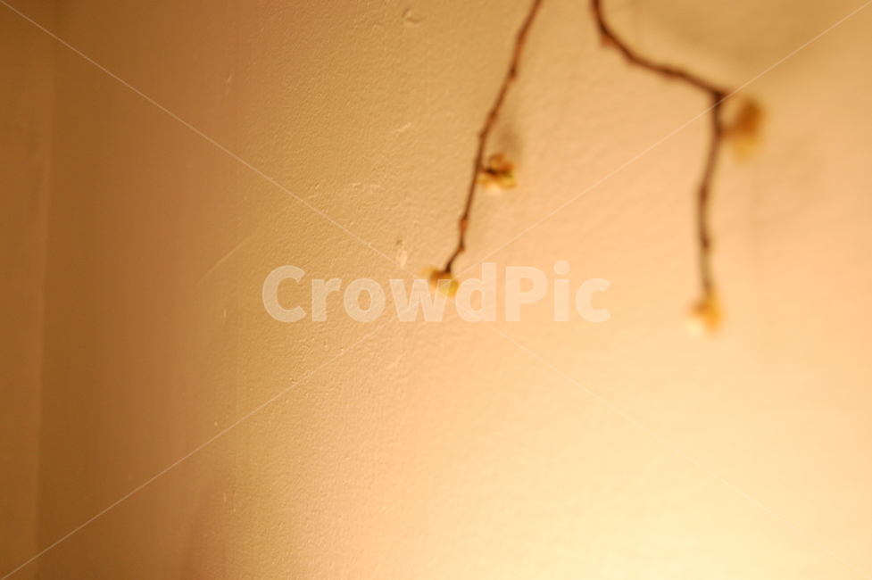 식물,인테리어,나무,plant,interior