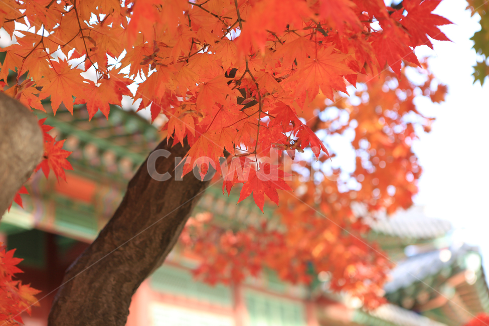 가을,단풍,덕수궁,궁,나무,fall,autumncolors,palace,tree,가을,계절,fall,autumn,season,식물,자연,plants,nature,나무,trees,wood,plant,leaf,잎,maple