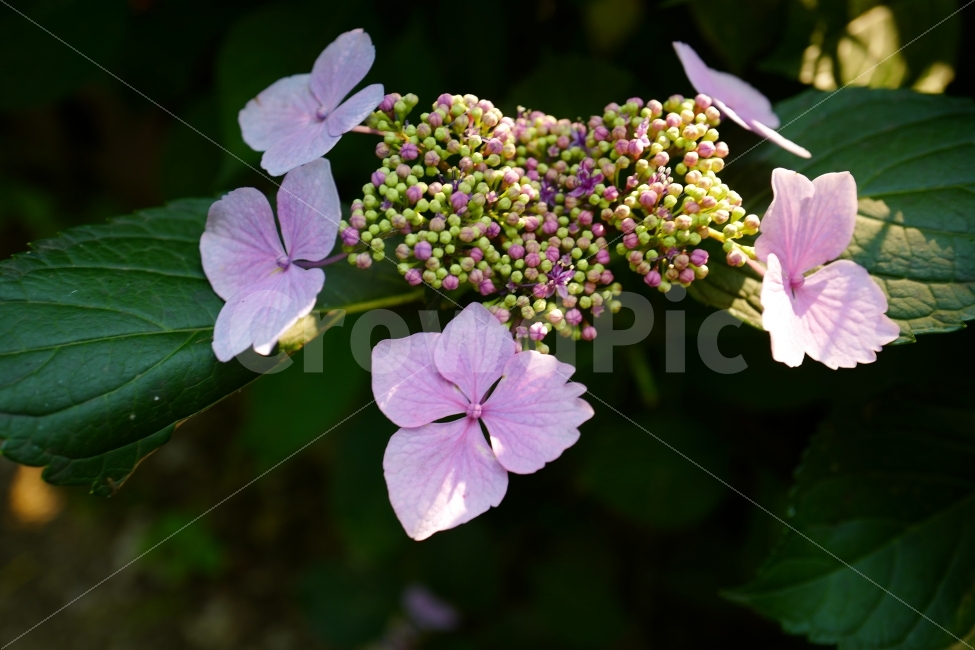 산수국,수곡,꽃,식물,자연,식물원,식물,자연,plants,nature,꽃,flower