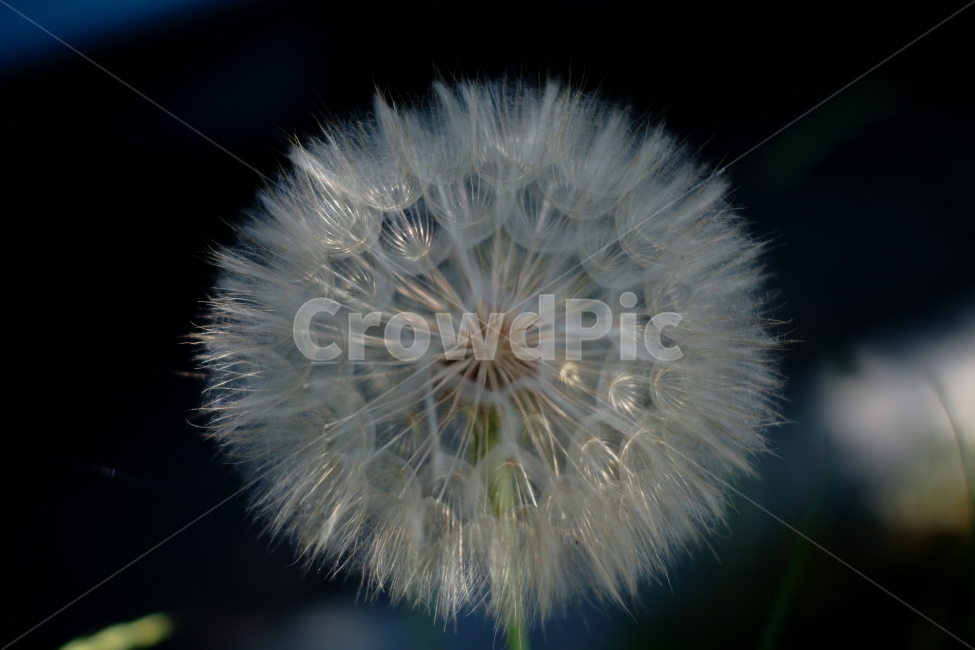 꽃,민들레,민들레홑씨,식물,들꽃,꽃사진,Flower,식물,자연,plants,nature,꽃,flower
