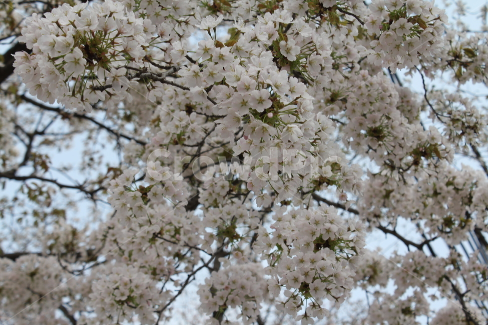 식물,자연,꽃,봄,아름다움,식물,자연,plants,nature,꽃,flower