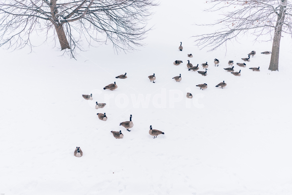 거위,새,오리,겨울,눈,흑백,나무,자연,공원,겨울,계절,winter,season,동물,animal,조류,새,birds,흑백,모노톤,monochrome,black and white