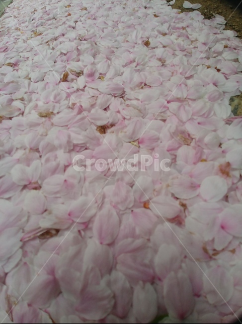 봄꽃,벚꽃잎,벚꽃앤딩,flowerdance,눈꽃잎